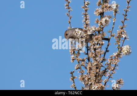 Weibliche Blackcap-Sylvia atricapilla thront auf Blackthorn-Prunus spinosa. Stockfoto