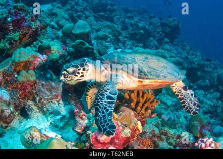 Die echte Karettschildkröte (Eretmochelys imbricata) ist eine stark gefährdete Meeresschildkröten Stockfoto