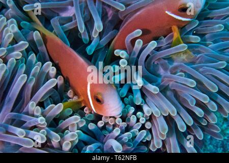 Herrliche Seeanemone, Heteractis magnifica mit Malediven anemonenfischen oder blackfooted Clownfisch, Amphiprion nigripes Stockfoto