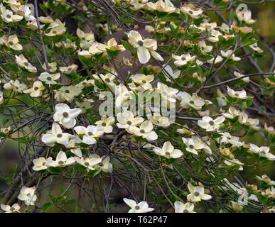Hartriegel Cornus controversa 'Eddie's White Wonder' Stockfoto
