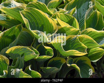 Hosta fluctuans Bunte Stockfoto