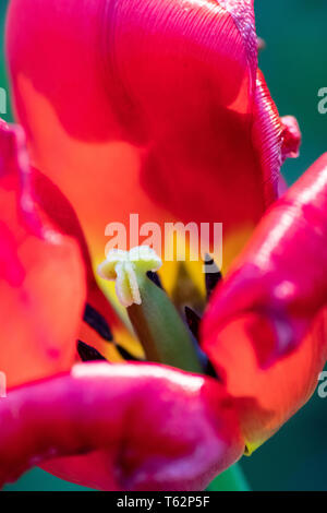 Welkende rote Tulpenblüte in rot-violetten und lavendelfarbenen Tönen zeigen die Zerbrechlichkeit des Lebens und die Vergänglichkeit des Menschen mit sterbenden Blumen hängen Totköpfe Stockfoto