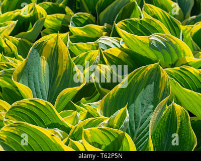 Hosta fluctuans Bunte Stockfoto