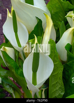 Western skunk cabbage Lysichiton americanus (USA), gelb Skunk cabbage Lysichiton americanus (UK) Stockfoto