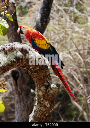 Hellrote Ara (Ara macao), große bunte Papagei, in einem Baum gehockt, wilde in Honduras, Mittelamerika Stockfoto