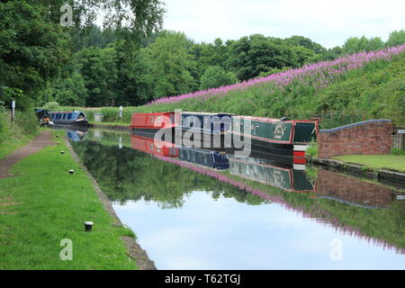 Narrowboats vertäut aufgereiht in einer Reihe auf dem Stafforshire und Worcester Kanal in Großbritannien von einem wunderschönen bankside mit Blumen bedeckt mit Reflexen Stockfoto