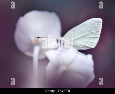 Wunderschöne Natur Hintergrund. Farbenfrohe künstlerische Wallpaper. Natürliche abstrakten Makro Fotografie. Kreative Floristik Design. Schmetterling und Anemone Blume. Stockfoto