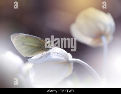 Wunderschöne Natur Hintergrund. Farbenfrohe künstlerische Wallpaper. Natürliche abstrakten Makro Fotografie. Kreative Floristik Design. Schmetterling und Anemone Blume. Stockfoto