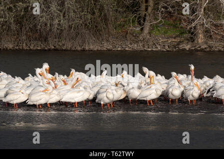 Amerikanische weiße Pelikane, Pelecanus erythrorhynchos, auf dem Snake River im Südosten von Washington. Stockfoto