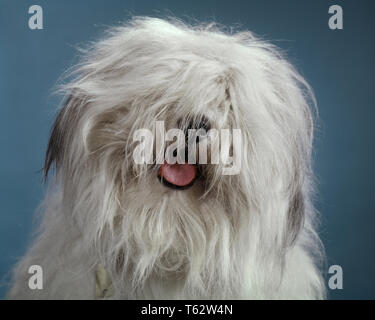 60er Jahre lustig HAARIGE UNORDENTLICH MOP LEITER DER Bearded Collie SCHÄFERHUND ROSA ZUNGE UND SPITZE DER SCHWARZE NASE SIND ALLES, WAS SICHTBAR IST - Kd 1675 HAR 001 HARS HIRTEN VERWENDET KONZEPTIONELLE RASSE BEGLEITER FREUNDLICH BELIEBTE STILVOLLE TIPP SHAGGY SICHTBAR BOUNCY CANINE GRAUSTUFEN LIEBENSWERTE SÄUGETIER HAARIGE HAR 001 ALTMODISCH Stockfoto