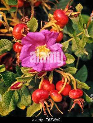 1980 s rosa Rose Blume & HAGEBUTTEN ZUBEHÖR OBST VERWENDET IN KRÄUTERTEES MARMELADE Gelee-marmelade SUPPE WEINBRAND UND JUCKREIZ PULVER-kf 14793 HAM001 HARS ALTMODISCH Stockfoto