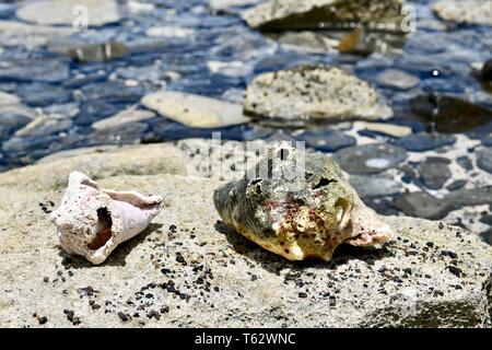 Muscheln am Strand Grotto an der Buccaneer Hotel Resort, St. Croix, United States Virgin Islands Stockfoto