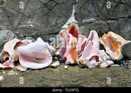 Muscheln am Strand Grotto an der Buccaneer Hotel Resort, St. Croix, United States Virgin Islands Stockfoto