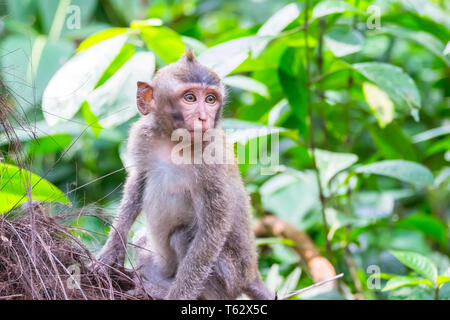 Cute monkey baby um zu beobachten. Krabbe - Essen oder Long-tailed Makaken (Macaca fascicularis). Lustige exotische Tiere in ihrem natürlichen Lebensraum. Bali, Indo Stockfoto