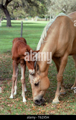 1980s AMERICAN QUARTER HORSE PALOMINO MIT FOHLEN - kh 9486 AVS 001 HARS FOHLEN SÄUGETIER MARE Mammen pflegen QUARTER HORSE ZWEISAMKEIT TIERE PFERDE ALTMODISCH Stockfoto
