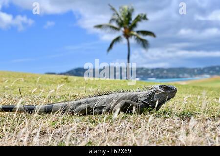 Iguana gefunden auf der Insel St. Croix, United States Virgin Islands Stockfoto