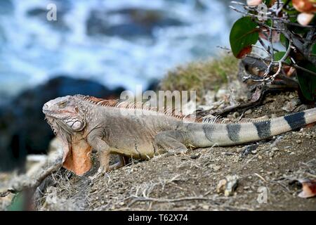 Iguana gefunden auf der Insel St. Croix, United States Virgin Islands Stockfoto