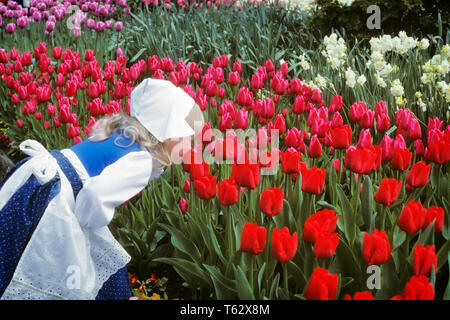 1980 KLEINE MÄDCHEN GEKLEIDET IN DUTCH GIRL OUTFIT draußen riechen Tulpen Blumen - kj13057 LGA001 HARS OUTFIT LANDWIRTSCHAFT GLÜCK ENTDECKUNG TULPEN STOLZ IN KONZEPTIONELLEN STILVOLLE TULIP KAUKASISCHEN ETHNIE ALTMODISCH Stockfoto