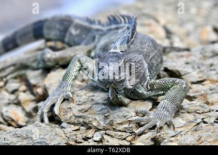 Iguana gefunden auf der Insel St. Croix, United States Virgin Islands Stockfoto