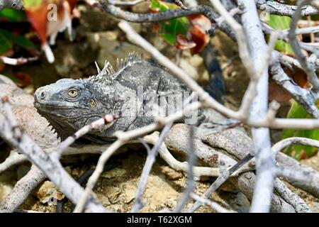 Iguana gefunden auf der Insel St. Croix, United States Virgin Islands Stockfoto