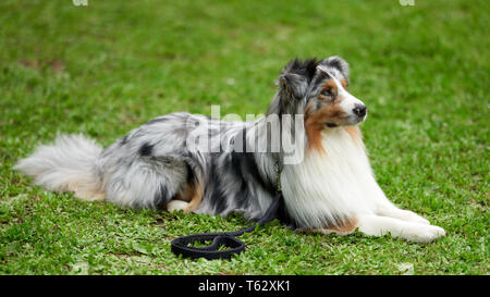 Reine Rasse Hunde: Die Australian Shepherd Stockfoto