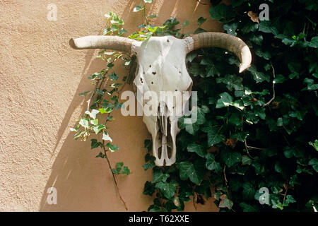 1990 s RINDER SCHÄDEL HÄNGEN AN ADOBE WAND NEBEN KLETTERN EFEU PLANT IN DER NÄHE VON TAOS NEW MEXICO USA-kr100857 BLE 001 HARS MEXIKO SCHÄDEL KNOCHEN EIGENSCHAFT SKELETTE AUSSEN BEI IN DER NÄHE VON REAL ESTATE KONZEPT RINDERN konzeptionellen Strukturen neben stilvollen Gebäude SÜDWESTEN SYMBOLISCHE ADOBE KONZEPTE NEW MEXICO RESORTS MOTIV NM ALTMODISCHE DARSTELLUNG TAOS Stockfoto