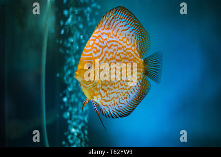 Tropische Pigeon Diskus Fische im Aquarium Stockfoto