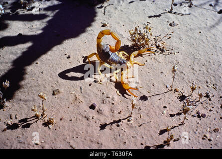 Scorpion Arizona Stockfoto