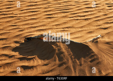 Ein Stück von einem kleinen bush legt in eine sich ständig bewegende Meer von Sand. South Eastern Australia. Stockfoto