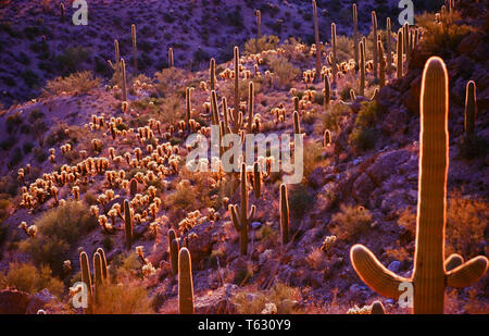Saguaro-Kaktus Stockfoto