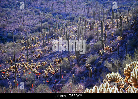 Saguaro-Kaktus Stockfoto