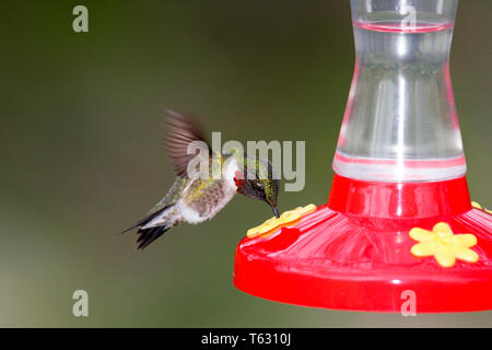 Ruby-throated hummingbird, Archilochus colubris, männliche bei Nektar Feeder, Nova Scotia, Kanada Stockfoto