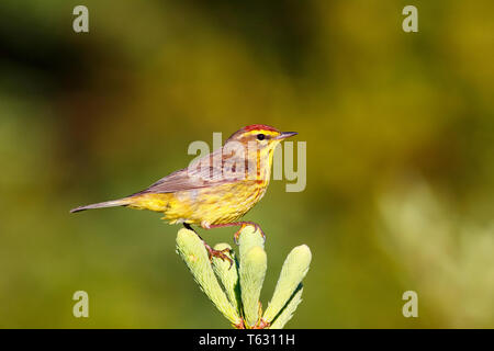 Palm warbler, Setophaga palmarum, männliche Warbler auf Spruce Tree im Frühjahr, Nova Scotia, Kanada Stockfoto