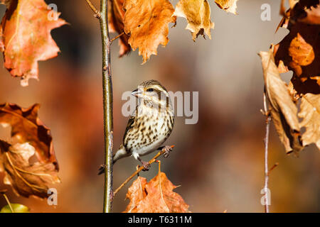 Purple Finch, Carpodacus purpureus, weiblich, in Oak Tree, Nova Scotia, Kanada Stockfoto