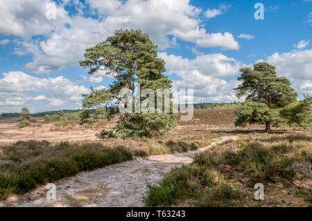 Scots Kiefern, Pinus sylvestris, im Dersingham Bog, Norfolk. Es ist das größte Beispiel der Säure tal Kot Lebensraum in East Anglia. Stockfoto