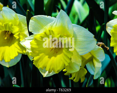 Schöne gelbe Narcis in sonnigen Tag auf grünen Hintergrund. Stockfoto