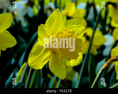 Schöne gelbe Narcis in sonnigen Tag auf grünen Hintergrund. Stockfoto