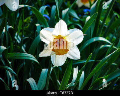 Schöne weiße Narcis in sonnigen Tag auf grünen Hintergrund. Stockfoto