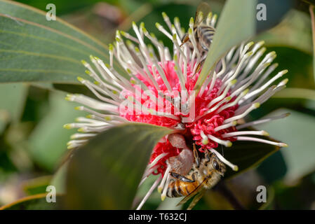 Bienen füttern am Australian Native Blüte Gum Tree Stockfoto