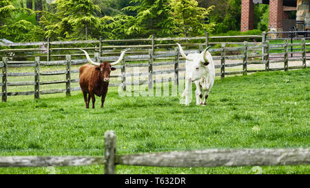 Longhorn Ochsen Grasen in Feld Stockfoto