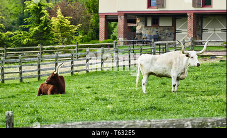 Longhorn Ochsen Grasen in Feld Stockfoto