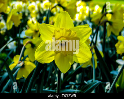 Schöne gelbe Narcis in sonnigen Tag auf grünen Hintergrund. Stockfoto