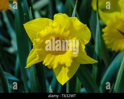 Schöne gelbe Narcis in sonnigen Tag auf grünen Hintergrund. Stockfoto