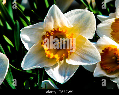 Schöne weiße Narcis in sonnigen Tag auf grünen Hintergrund. Stockfoto