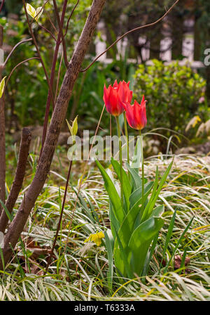 Blühende rote Tulpen mit Gras und Unschärfe Büsche in den Garten. Stockfoto