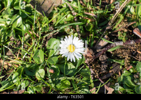 Bellis perennis an einem sonnigen Tag. Konzentrieren Sie sich auf gemeinsame Daisy unter den verschwommenen Hintergrund Stockfoto