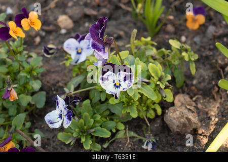Die Stadt Aachen wachsende lebendige und wunderschöne Blumen. Tief Violett und hellen weißen Blütenblätter Stockfoto
