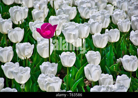 Lonely pink tulip in der Mitte eines weiten des weißen Tulpen Stockfoto