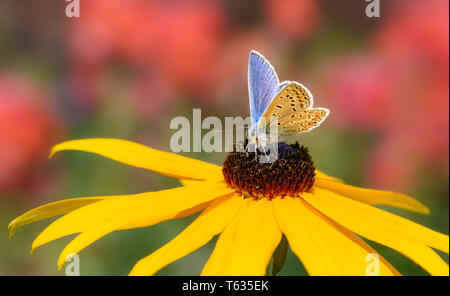 Schmetterling gemeinsame blau Euplagia quadripunctaria Fütterung auf Nektar von einer Blüte Gelb coneflower in einen sommerlichen Garten, Deutschland Stockfoto