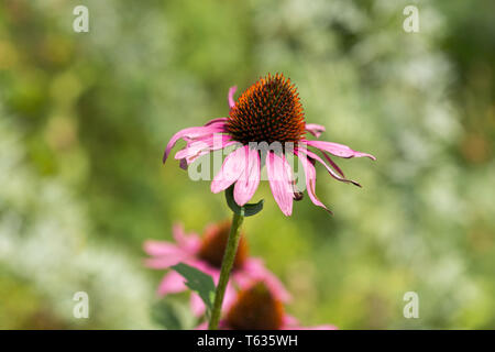 Nahaufnahme von Echinacea Purpurea, besser als Coneflower oder Sonnenhut bekannt. Stockfoto